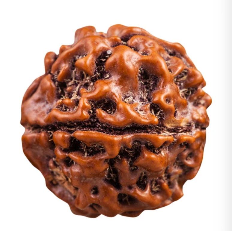 1 Mukhi Rudraksha Bead